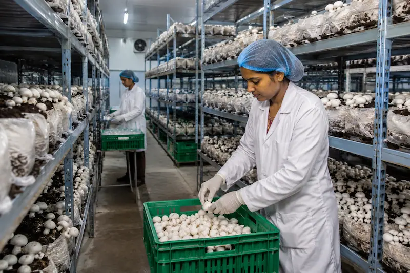 Mushroom Farming