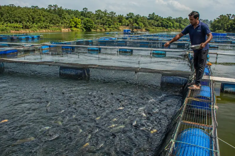 How to Start a Freshwater Fish Farming Business in India: Cost, Pond Setup, Profit & Subsidy 2026