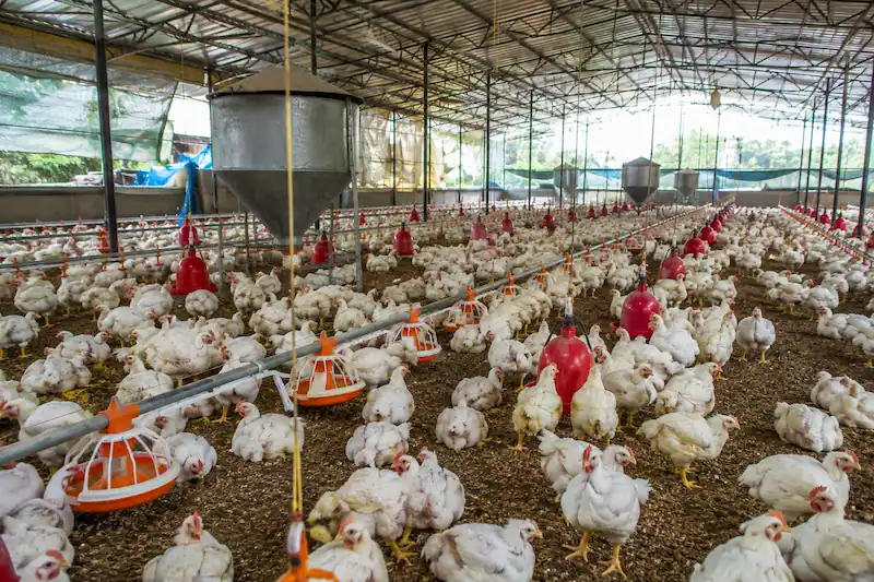 Poultry Farming Business